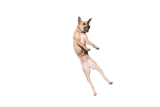 Funny Belgian shepherd dog standing on his hind legs on a white background with a ball in his mouth. Concept of a dancing dog.