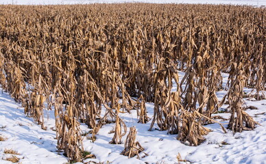 Cornfield with cornstalks and ears of corn covered in snow. Early winter snowstorm stopped the late crop harvest in Romania.  - 571328212