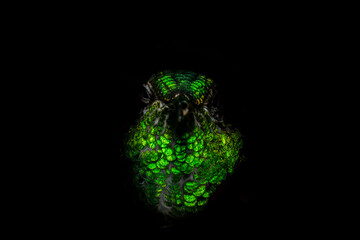 Hummingbird with green iridescent feathers in black background