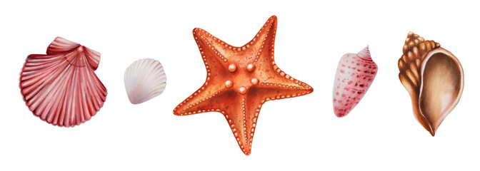 Watercolor set with starfish and shiny shells. Hand painting clipart underwater life objects on a white isolated background. For designers, decoration, postcards, wrapping paper, scrapbooking, covers © Natalia