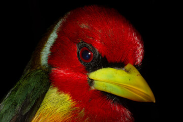 closeup face of a colorful bird in black background