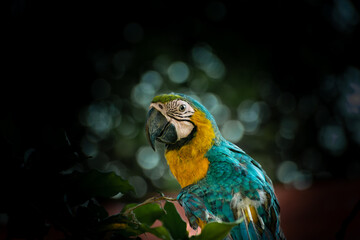 blue macaw bird