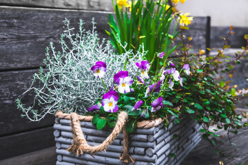 Gray wooden flower box with winter and spring plants. Leucophyta brownii, daffodils, muehlenbeckia...
