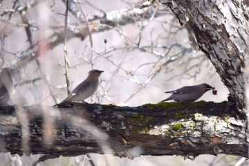 Flock of Cedar Waxwing