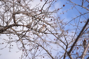 Flock of Cedar Waxwing