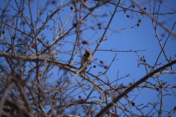 Flock of Cedar Waxwing