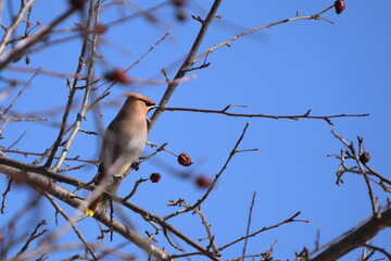 Flock of Cedar Waxwing