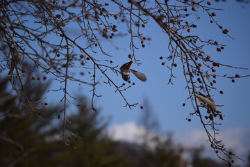 Flock of Cedar Waxwing