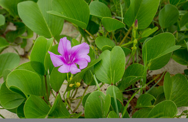 Exotic Tropical Flower White Resort, Travel Vacations Luxury Freshness Maldives Thailand, Indonesia...
