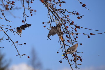 Flock of Cedar Waxwing
