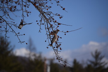 Flock of Cedar Waxwing