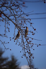 Flock of Cedar Waxwing