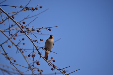 Flock of Cedar Waxwing