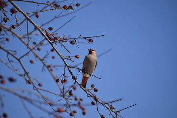 Flock of Cedar Waxwing