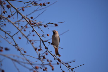 Flock of Cedar Waxwing