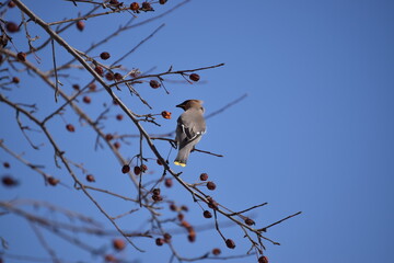 Flock of Cedar Waxwing
