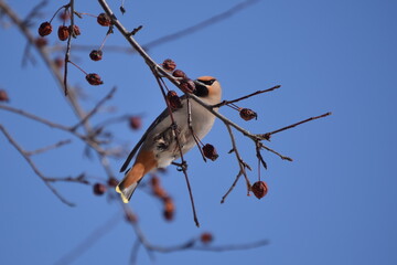 Flock of Cedar Waxwing