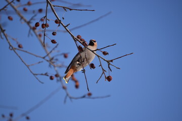 Flock of Cedar Waxwing