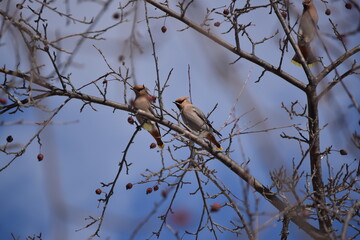 Flock of Cedar Waxwing