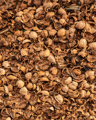Walnut shells pattern. Textured background of cracked walnuts on ground. Close up.