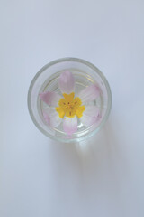 Saxatilis tulip flower floating in a glass against a white background.