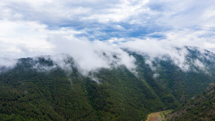 Aerial of pine forest with flowing fog.