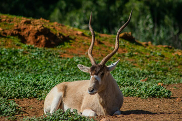 Naklejka na ściany i meble Addax Nasomaculatus antelope resting in the wild forest, fully grown