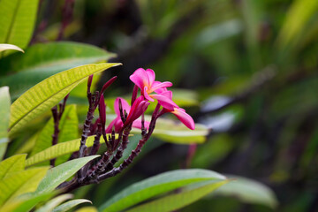 Exotic Tropical Flower White Resort, Travel Vacations Luxury Freshness Maldives Thailand, Indonesia Bora Bora Sri Lanka Bali Dominican Republic as background Jamaica Cuba Hawaii Egypt