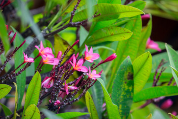 Exotic Tropical Flower White Resort, Travel Vacations Luxury Freshness Maldives Thailand, Indonesia Bora Bora Sri Lanka Bali Dominican Republic as background Jamaica Cuba Hawaii Egypt