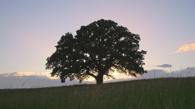 beautiful old oak tree in evening meadow