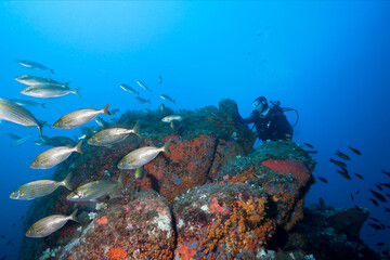 Scuba diver explores  fish in blue sea water.