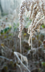 Frozen, dried plant, hardy perennial, flowers in the winter with ice crystals hanging on the spider web