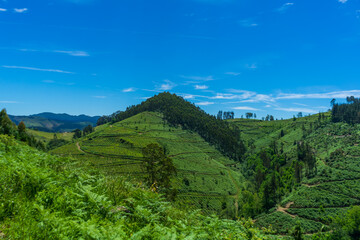 Fototapeta premium Mountain landscape Basque Country, Spain. Mountains covered with forest and green grass.