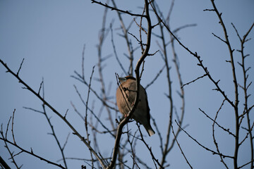 Hawfinch, Coccothraustes Coccothraustes, colorful bird sitting in a tree looking for food in winter
