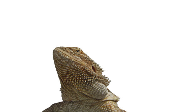 Iguana