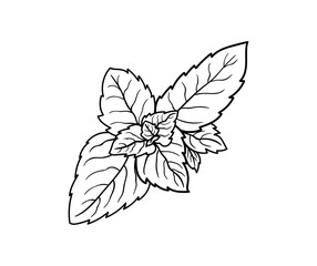 Mint. Graphic illustration of a plant for design, cosmetics, textiles, wallpapers. Vector.