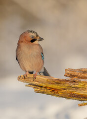 Eurasian Jay - in winter near the wetland at the wet forest