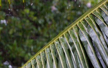Tropical rain, season of precipitation. Rain on the background of defocused palm leaves.