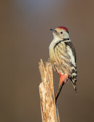 Middle Spotted Woodpecker - in the wet forest in winter