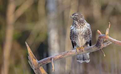Common Buzzard - Buteo buteo - in winter at a wet forest