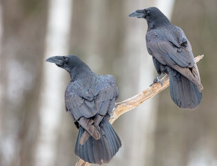 Common Raven - two birds in winter at a wet forest