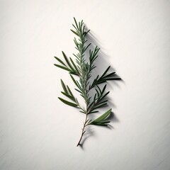 Rosemary leave The Aromatic & Flavorful Herb for Your Cooking & Recipes