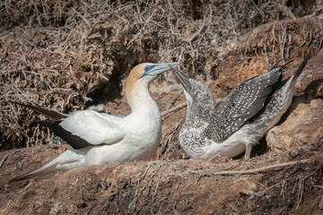Australasian gannet (Morus serrator) chick begging for food