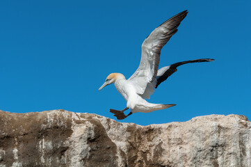 Adult Australasian gannet (Morus serrator) landing on a rock