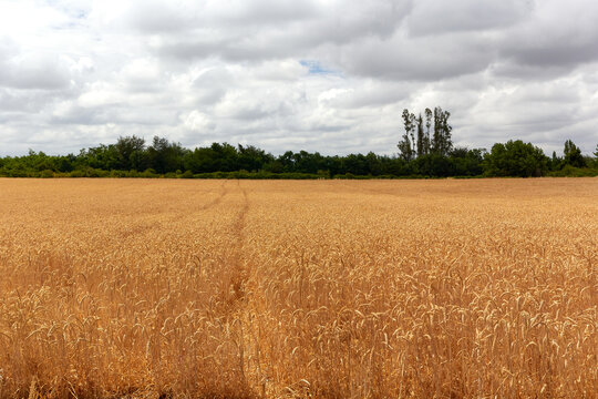 field of wheat