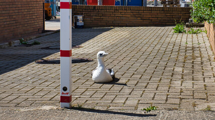 Basstölpel auf Helgoland, Hintergrund, Nordsee