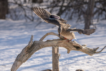 mallard in flight
