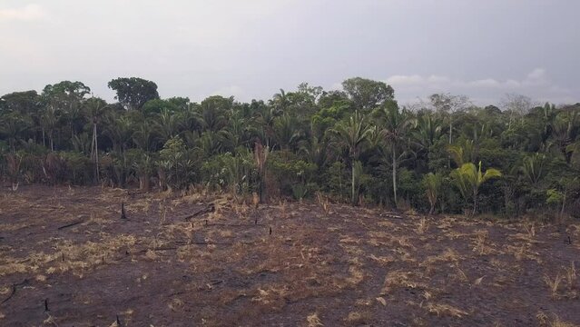 Drone aerial view of deforestation in the Amazon rainforest to open land for livestock and agriculture on the BR-230 Transamazonica road. Forest trees environment burned to make cattle pasture.