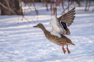 duck in snow