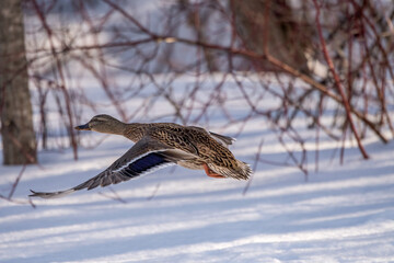mallard in winter flight